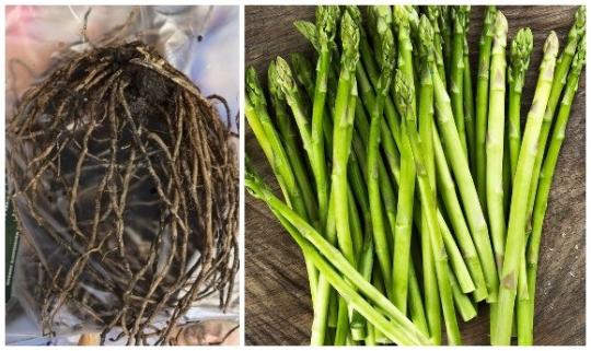 Спаржа Аржентельская (5шт) корни для посадки